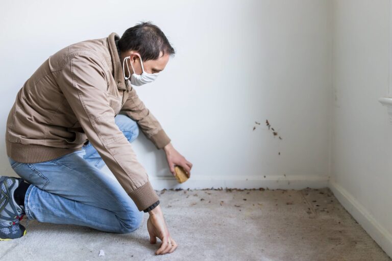 How To Get Mold Out Of Carpet Without Bleach