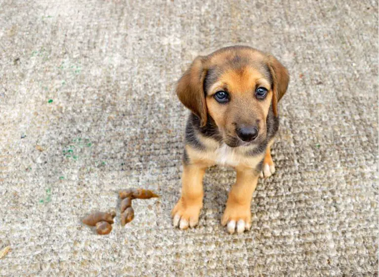 How To Get Dog Poop Out Of Carpet: 6 Easy Steps