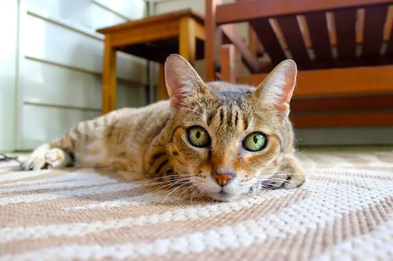 How To Remove Cat Urine From Carpet