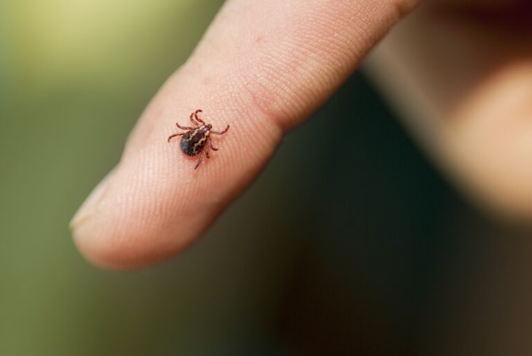 6 Easy Ways To Get Rid of Ticks In House