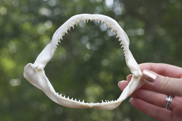 How To Clean A Shark Jaw?