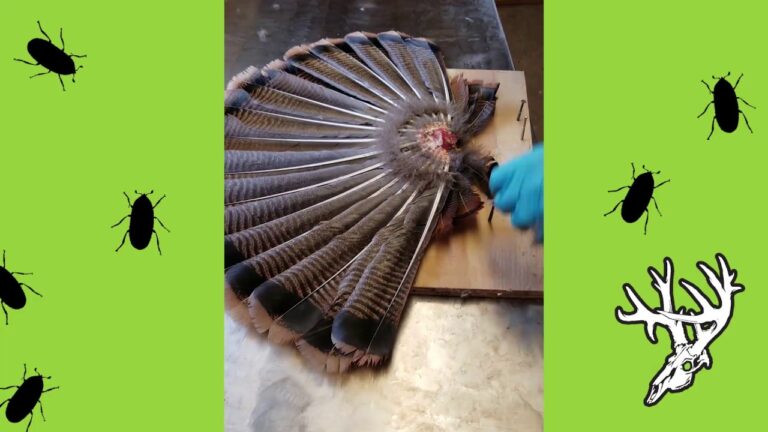 How To Clean A Turkey Fan?