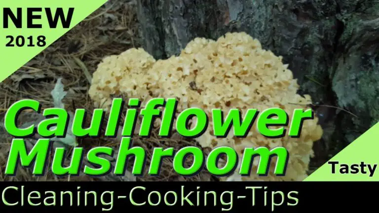 How To Clean Cauliflower Mushroom?