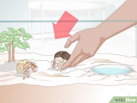 How To Clean A Hermit Crab Cage?