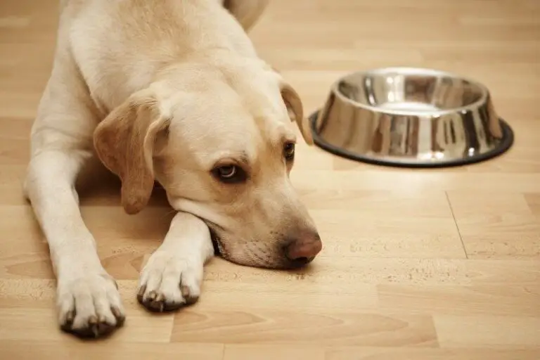 How To Clean Dog Drool Off Laminate Floors?