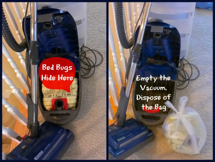 Can Bed Bugs Escape From Vacuum Cleaner?