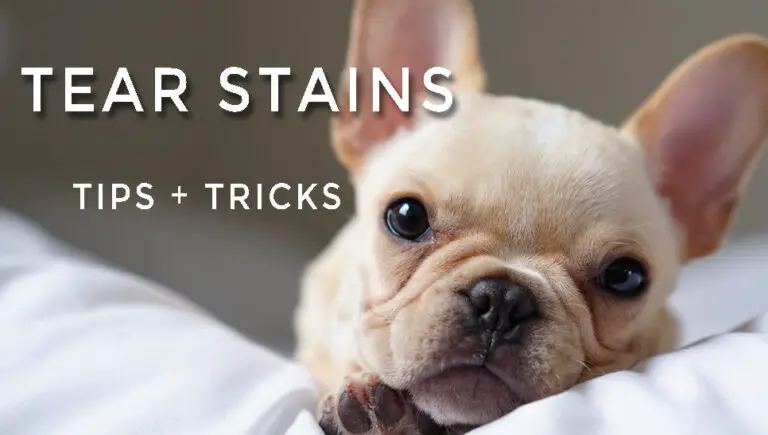 How To Clean French Bulldog Tear Stains?