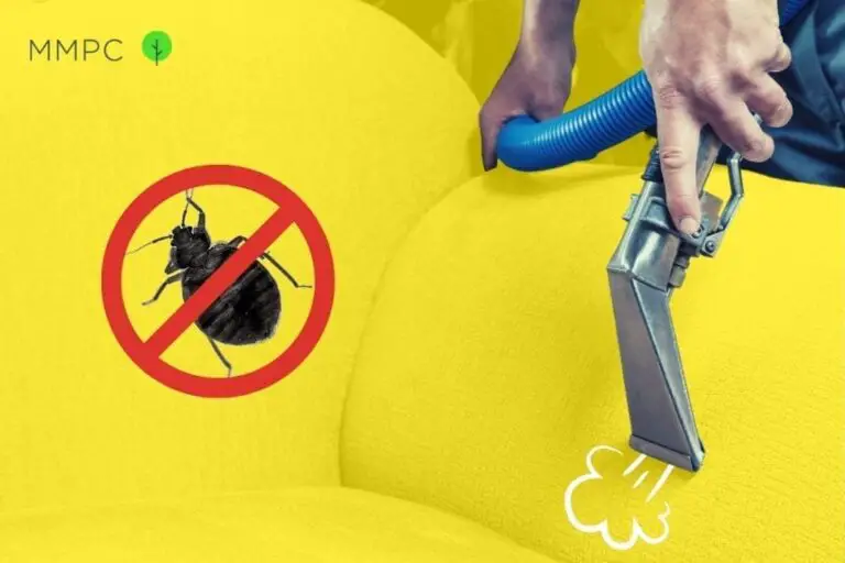 Will Steam Cleaning Get Rid Of Bed Bugs?