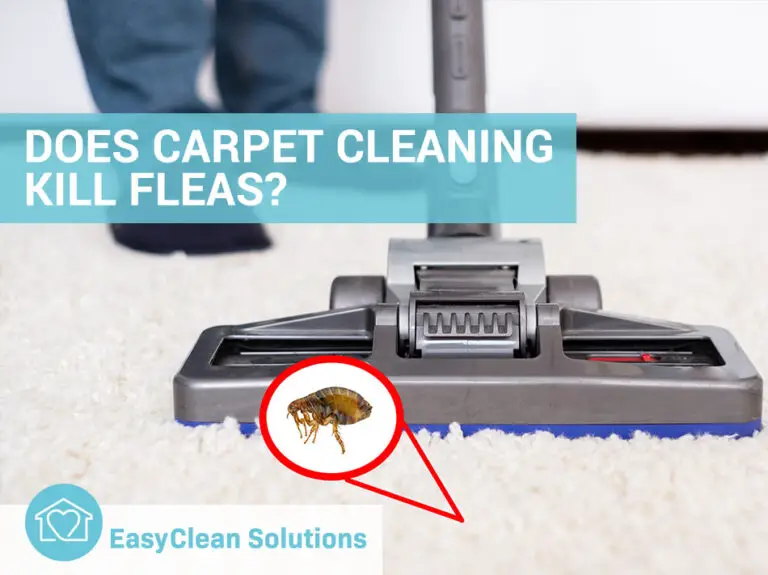 Does Steam Cleaning Kill Fleas?