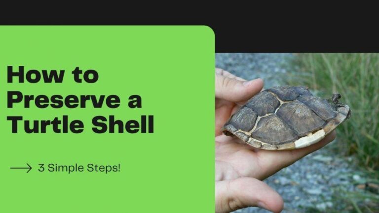 How To Clean A Turtle Shell For Display?