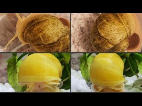 How To Clean A Snail Shell?