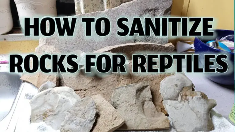 How To Clean Rocks For Reptiles?