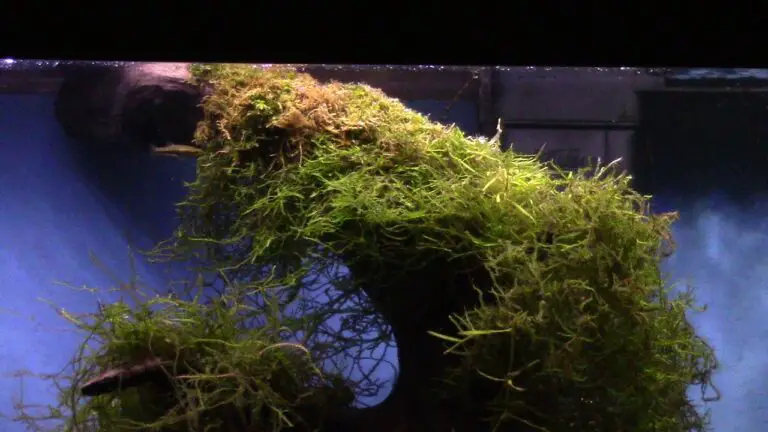 How To Clean Java Moss?