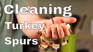 How To Clean Turkey Spurs?