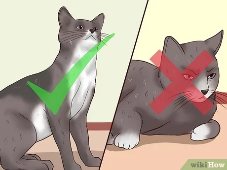 How To Get A Cat To Clean Its Bottom?