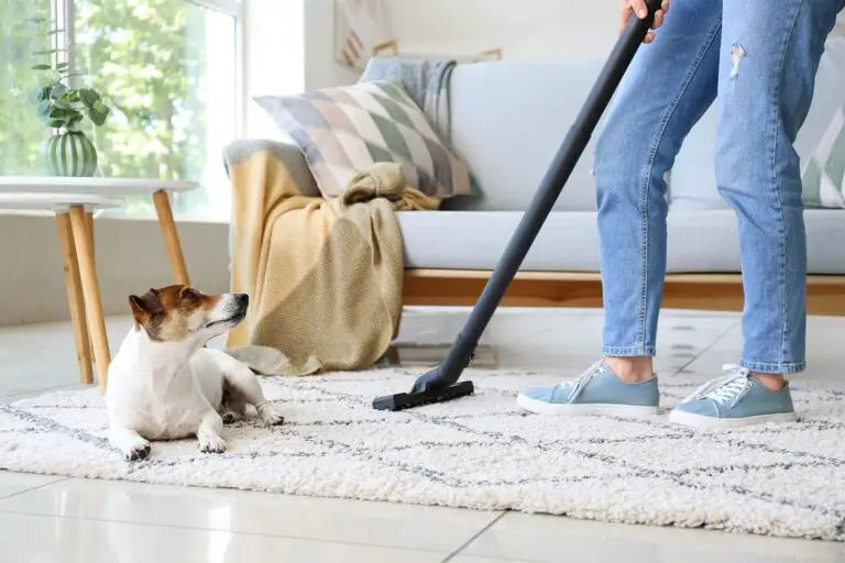 How To Keep Carpet Clean With Dogs?