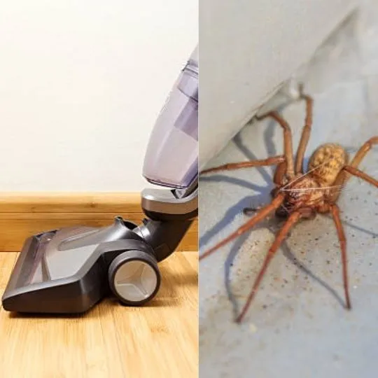 Can a Spider Survive a Vacuum Cleaner?