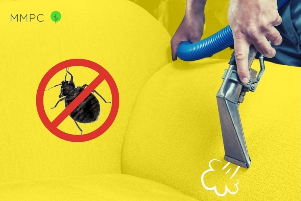 Can Steam Cleaning Kill Bed Bugs?