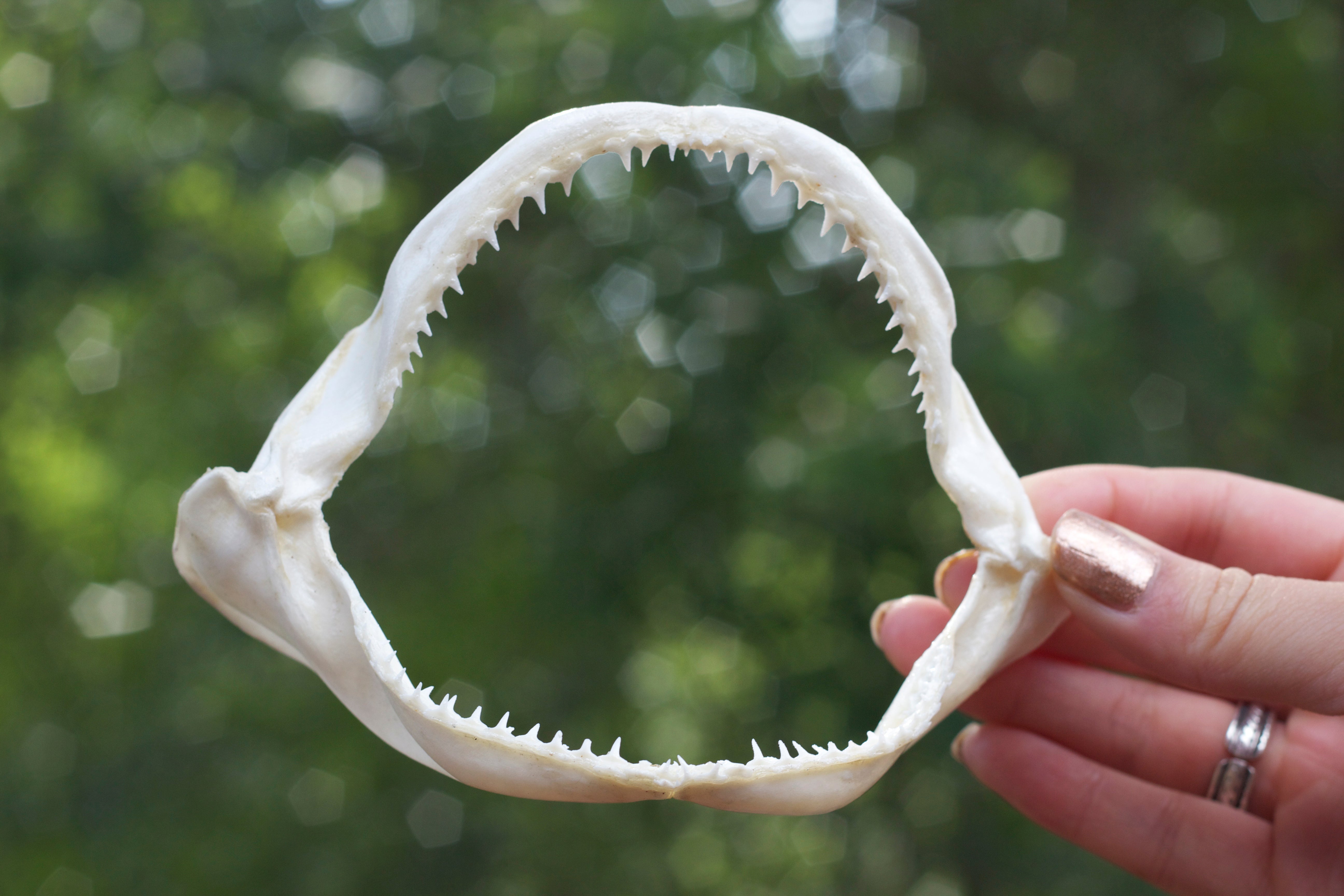 How to Clean a Shark Jaw?