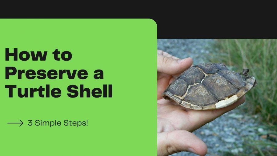 How to Clean a Turtle Shell for Display?