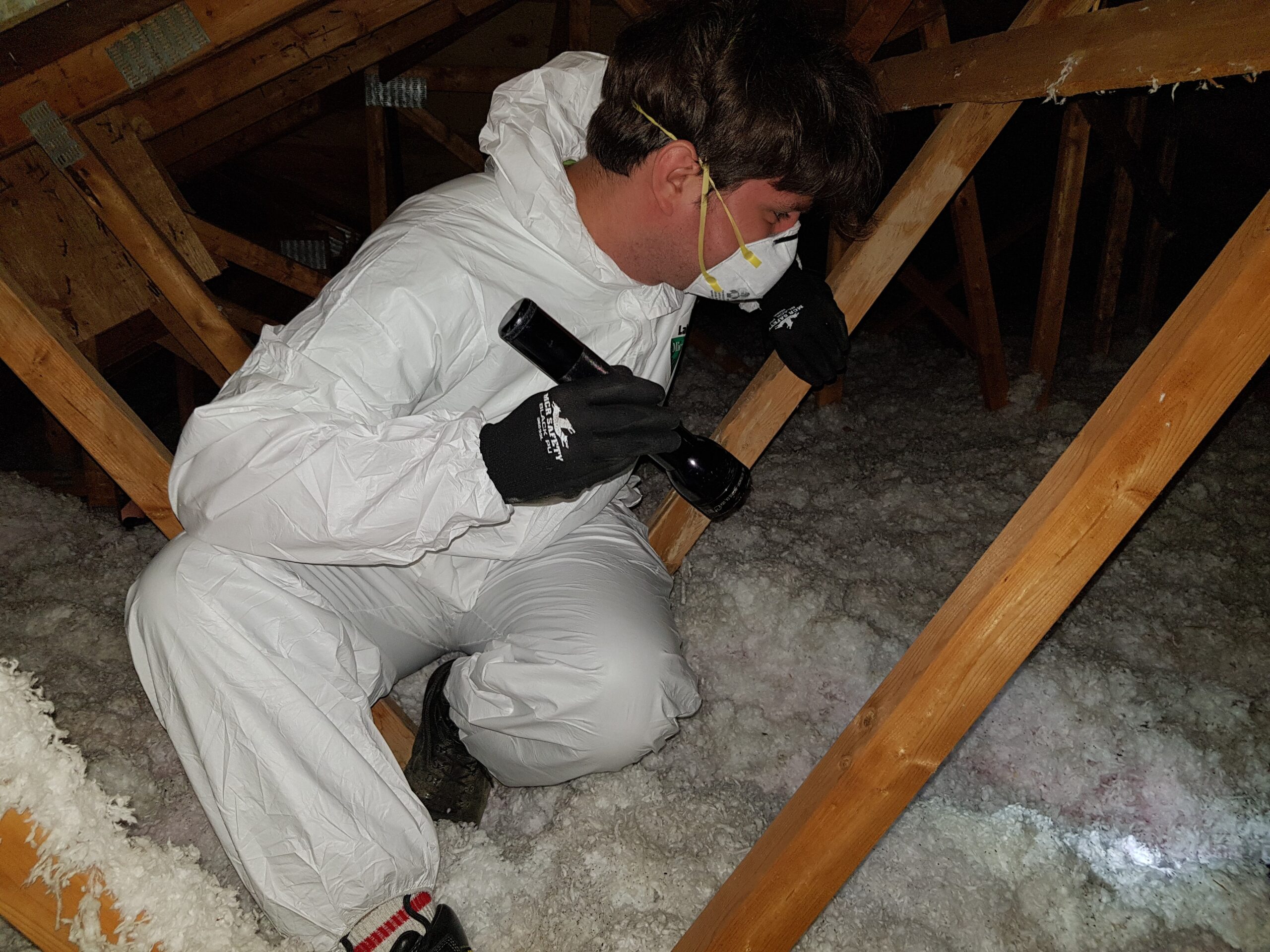 How to Clean Attic After Squirrels?