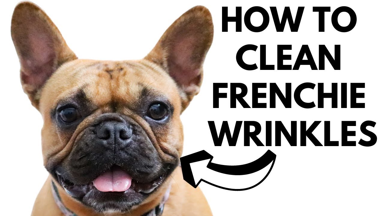 How to Clean French Bulldog Wrinkles?