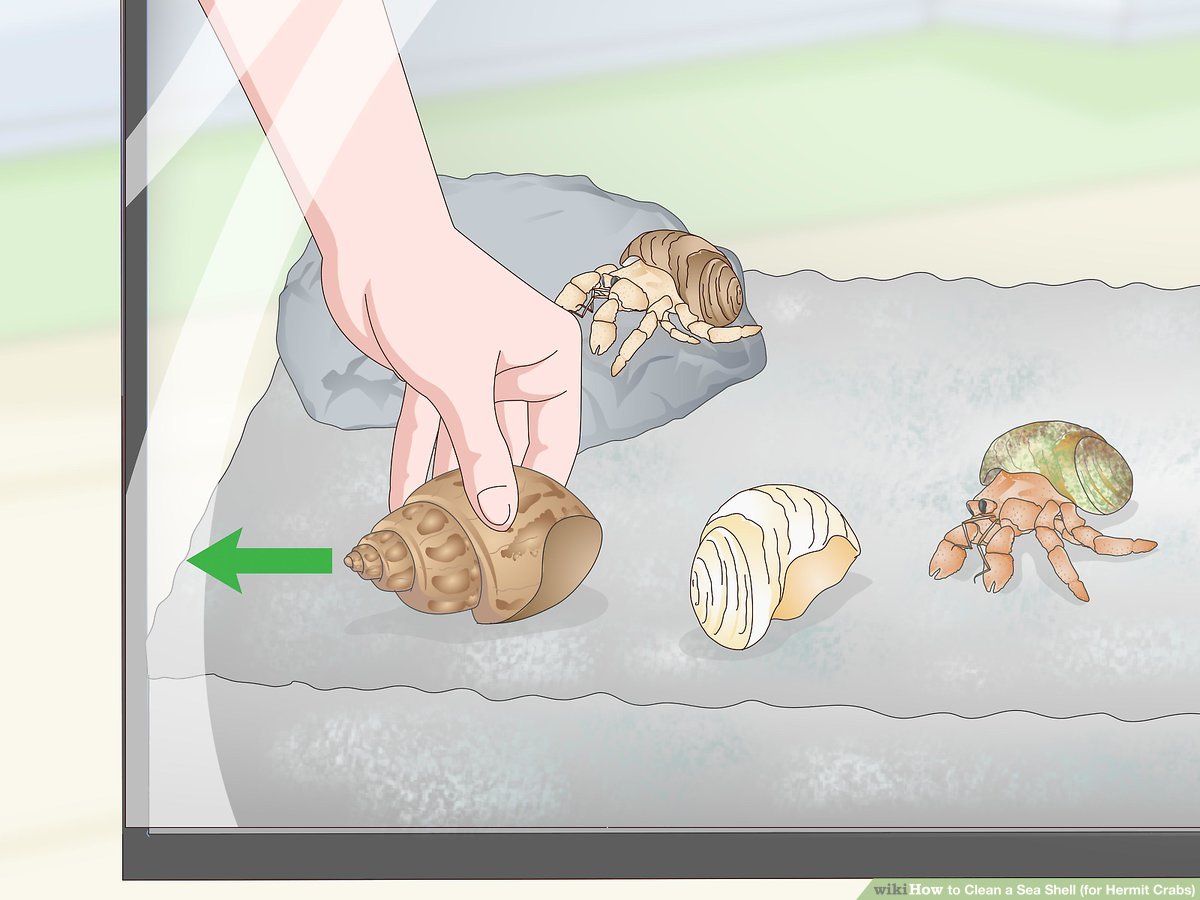 How to Clean Hermit Crab Shells?