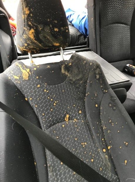 How to Clean Poop Off Car Seat?