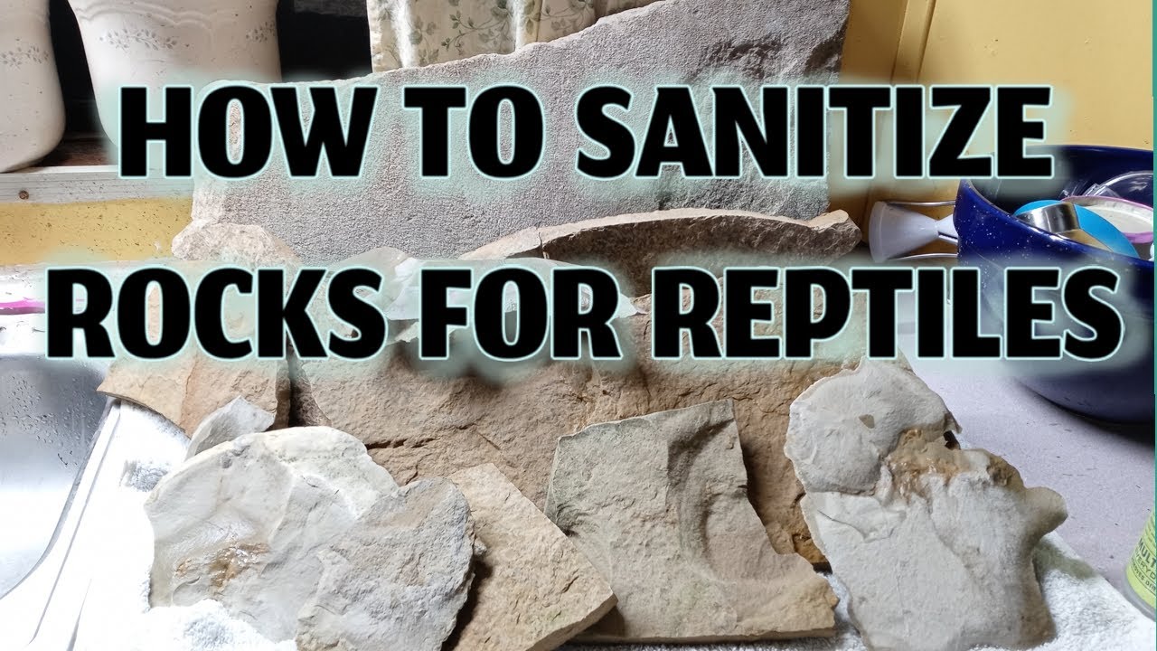 How to Clean Rocks for Reptiles?