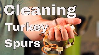 How to Clean Turkey Spurs?