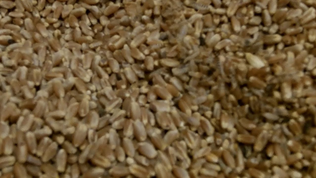 How to Clean Wheat?