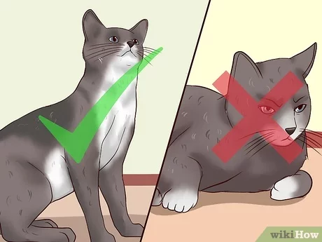 How to Get a Cat to Clean Its Bottom?
