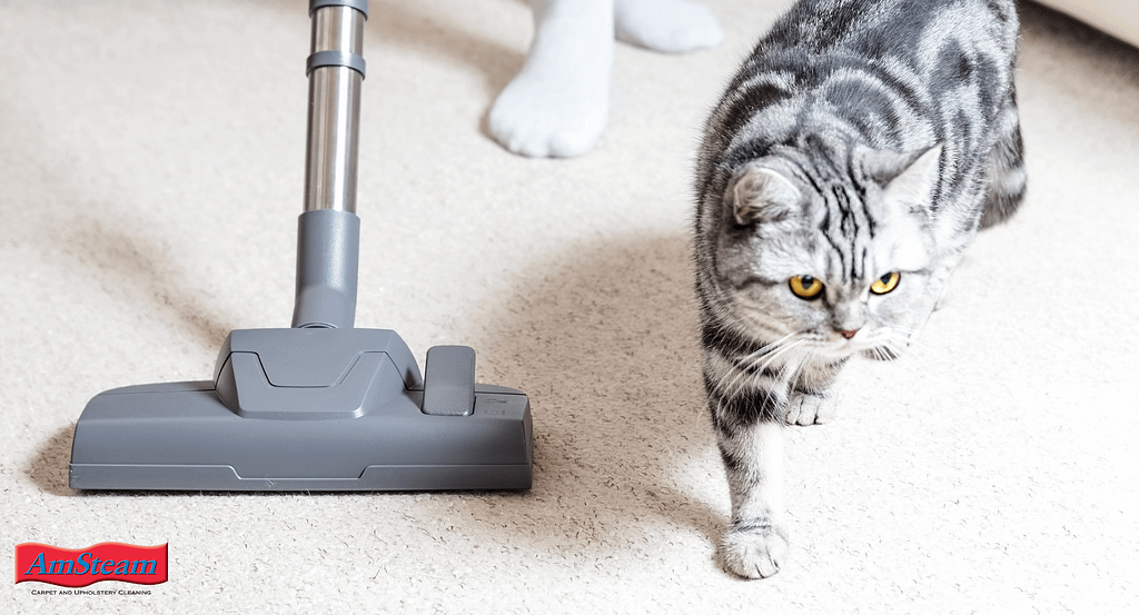 How to Keep Carpet Clean With Cats?