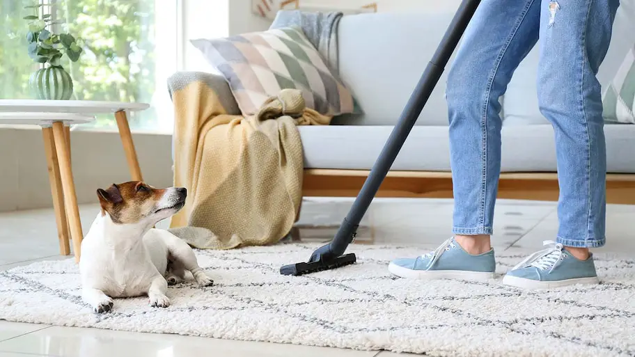 How to Keep Carpet Clean With Dogs?